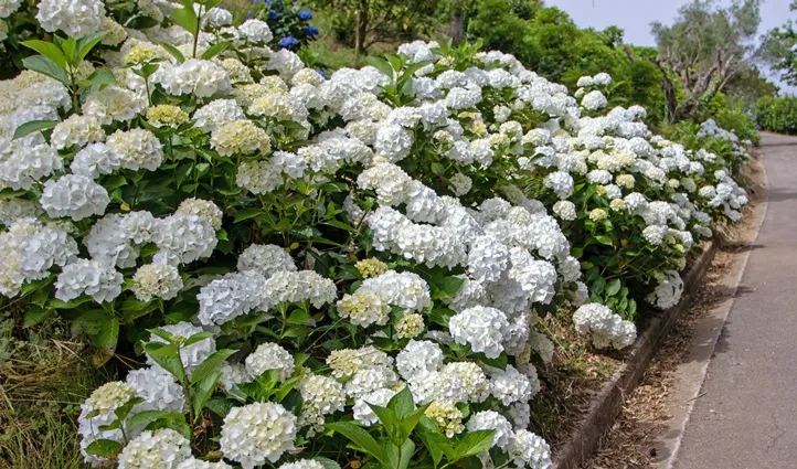 Hydrangea macrophylla Soeur Thérèse Pot C10 ** Hortensia ** | Central ...